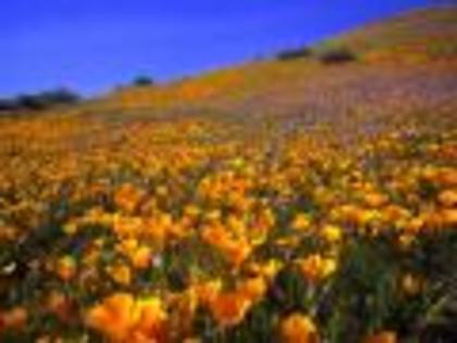 Flori Desktop Wallpapers Poze cu Flori Antelope Valley Hillside[1] - Poze splendide cu flori