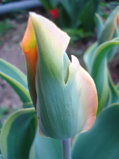 Tulipa Green River (2011, May 01)
