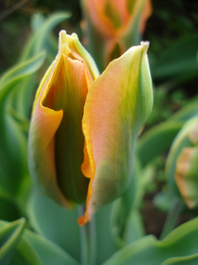 Tulipa Green River (2011, May 02)
