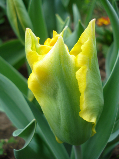 Tulipa Golden Artist (2011, April 28)