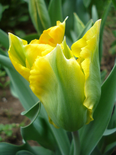 Tulipa Golden Artist (2011, April 28)