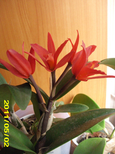 catyleia - Orhidei