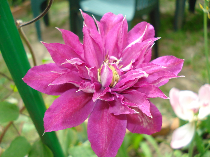 "Fireflame", 01.05.2011 - Clematis 2011