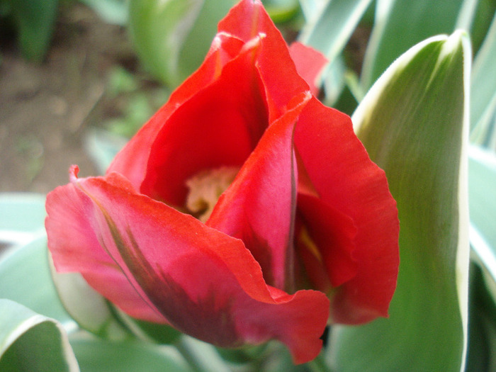 Tulipa Esperanto (2011, May 01) - Tulipa Esperanto