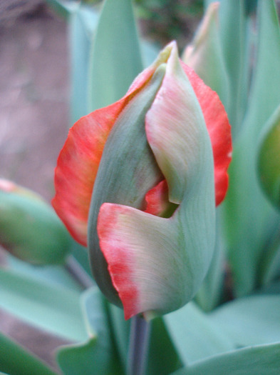 Tulipa Hollywood (2011, May 01)
