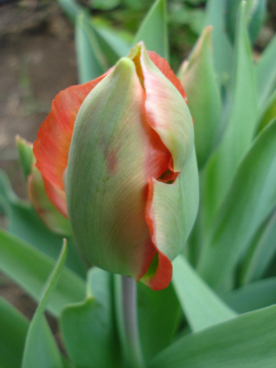 Tulipa Hollywood (2011, May 02)
