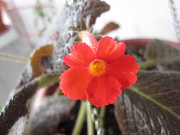 2 mai 2011 episcia - 2-PLANTELE MELE