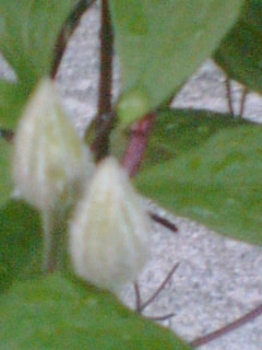 Picture 050 - Clematis