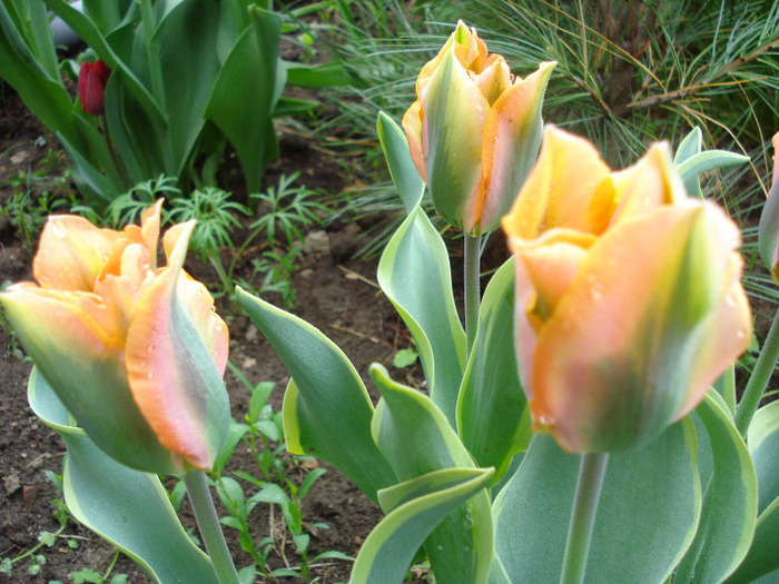 Tulipa Green River (2011, May 03)