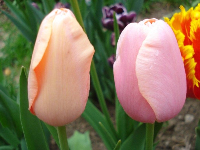 Tulipa Menton (2011, May 01) - Tulipa Menton