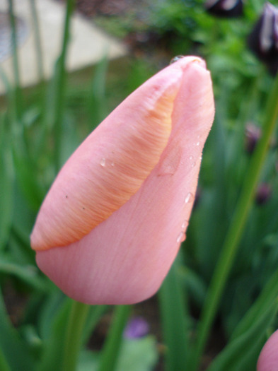 Tulipa Menton (2011, May 03)