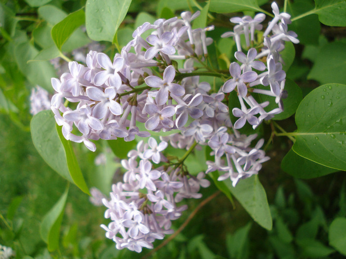 Syringa vulgaris_Lilac (2011, May 01) - Syringa vulgaris Lilac