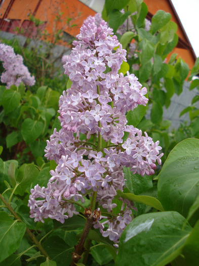 Syringa vulgaris_Lilac (2011, May 03) - Syringa vulgaris Lilac