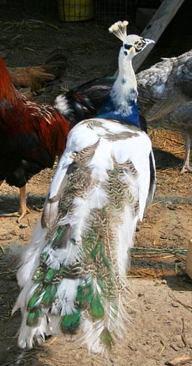 Mascul Silver - Pauni varietatea Arlechin