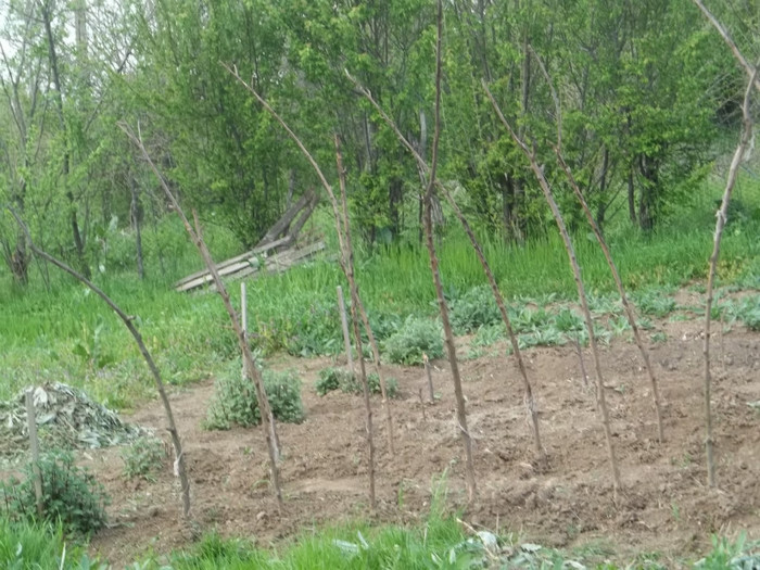 araci la castraveti - Mai 2011 in gradina