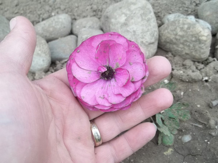 ranunculus Plant-shop