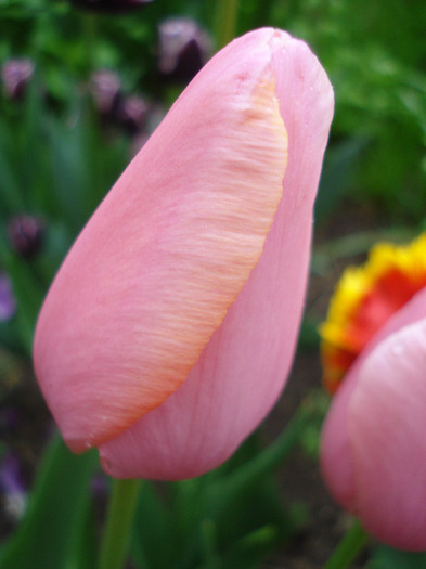 Tulipa Menton (2011, May 04)