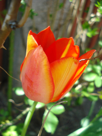 Tulipa Orange Bouquet (2011, April 25)