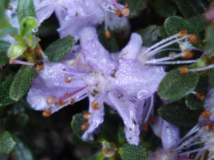 Rhododendron impeditum (2011, May 03) - Rhodo impeditum