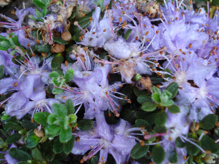 Rhododendron impeditum (2011, May 03)