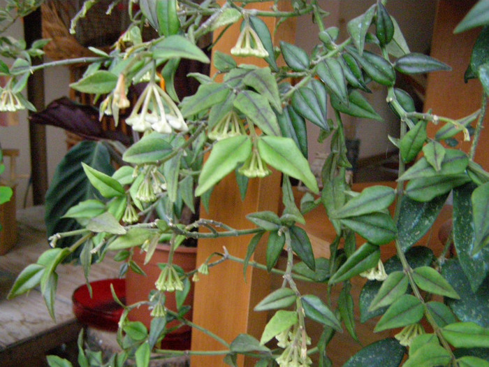 Hoya bella - Flori interior 2011