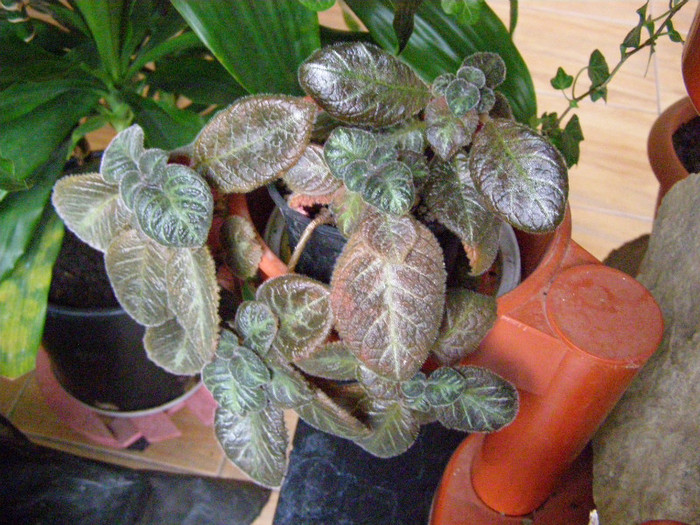 Episcia 5 - Flori interior 2011