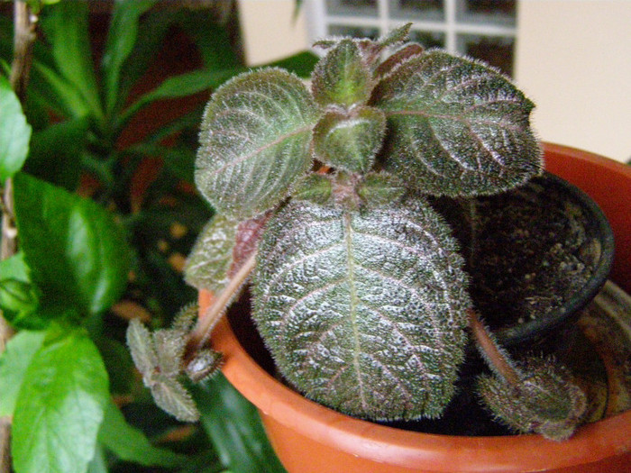 Episcia 6 - Flori interior 2011