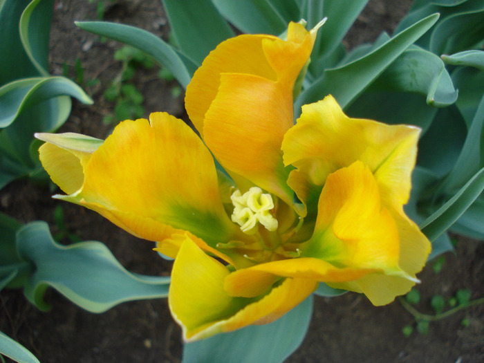 Tulipa Golden Artist (2011, April 29)