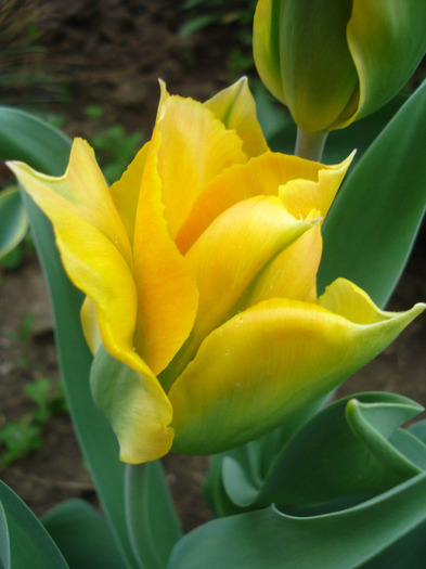 Tulipa Golden Artist (2011, May 01) - Tulipa Golden Artist