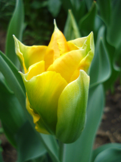 Tulipa Golden Artist (2011, May 01)