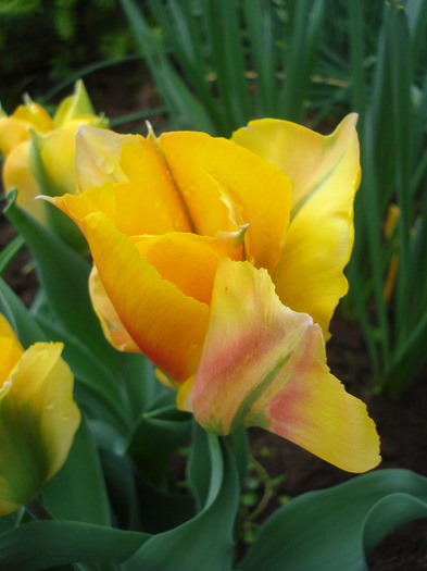 Tulipa Golden Artist (2011, May 02)