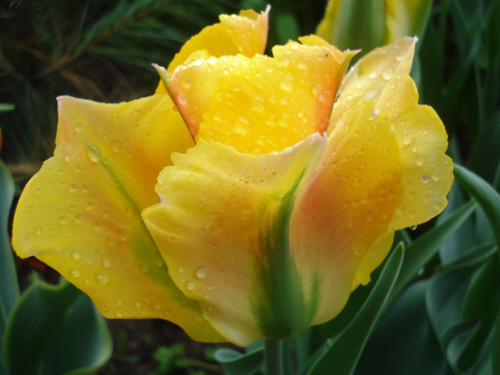 Tulipa Golden Artist (2011, May 03)
