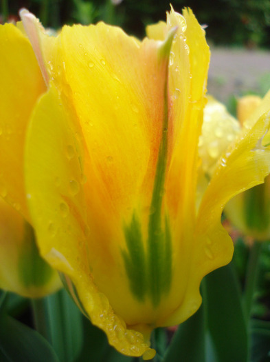 Tulipa Golden Artist (2011, May 04)