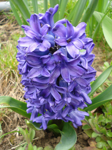 Hyacinth Peter Stuyvesant (2011, Apr.08)