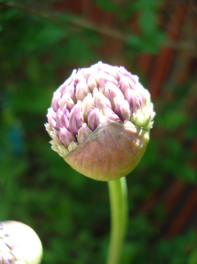 Allium Purple Sensation (2011, May 06)