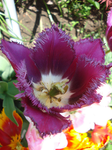 Tulipa Barbados (2011, May 06) - Tulipa Barbados