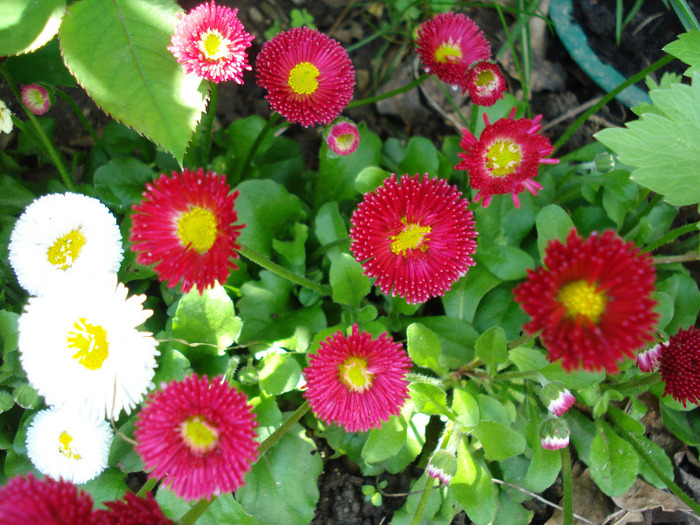 Bellis perennis (2011, May 06)