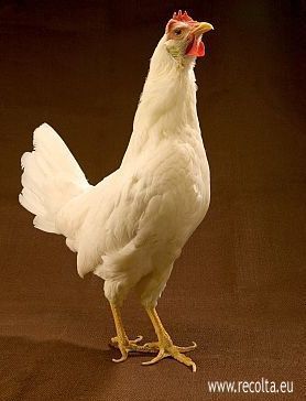 Leghorn 1