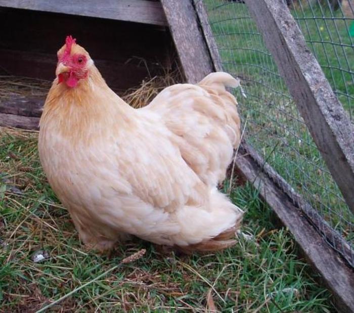 Pekin Bantam 1