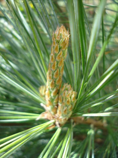 Pinus wallichiana Densa Hill (11, May06)