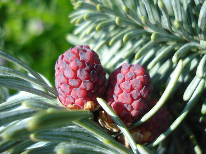 Abies procera Glauca (2011, May 06)