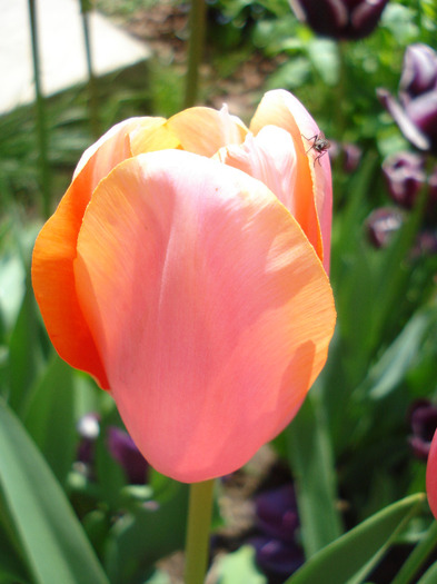 Tulipa Menton (2011, May 06)