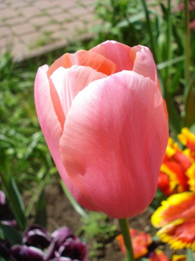 Tulipa Menton (2011, May 06)