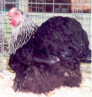 Birchen Cochin Bantam 2