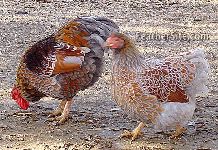 Blue Laced Red Wyandotte 1