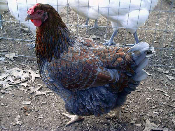 Blue Laced Red Wyandotte 5