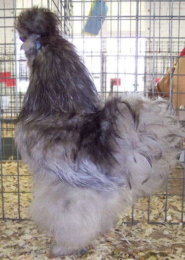 Blue Silkie Bantam 2