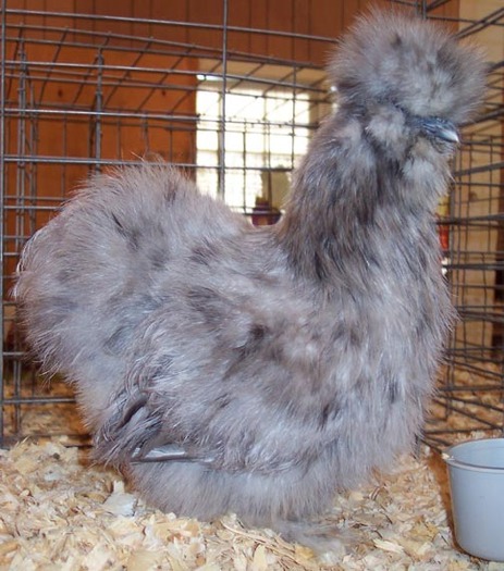 Blue Silkie Bantam 4