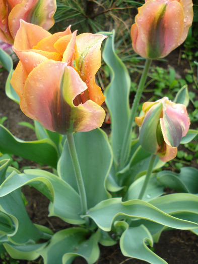 Tulipa Green River (2011, May 08)