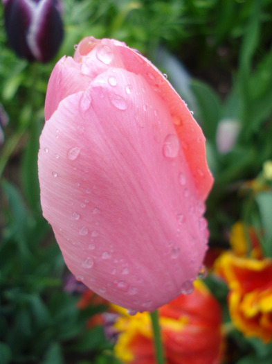 Tulipa Menton (2011, May 08)